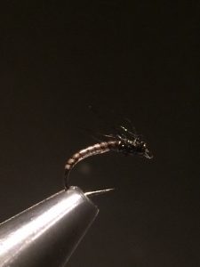 img_1364